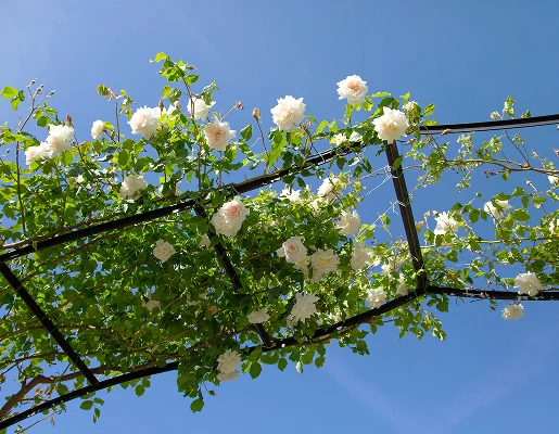 roserais sur mesure à Freneuse dans les Yvelines 78